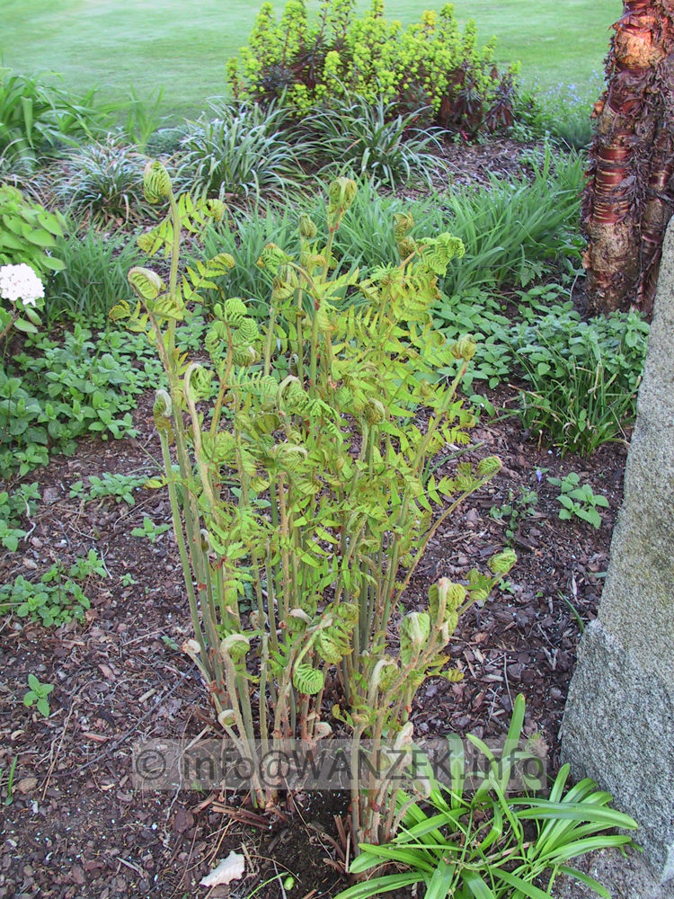 Osmunda regalis 02 junger Austrieb.JPG